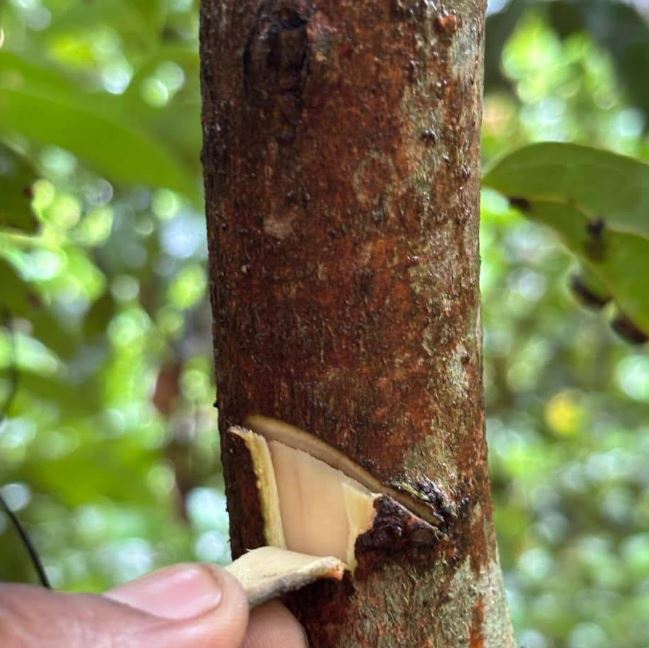 Why Ceylon Cinnamon