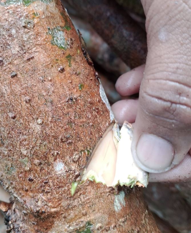 How Cinnamon Is Produced