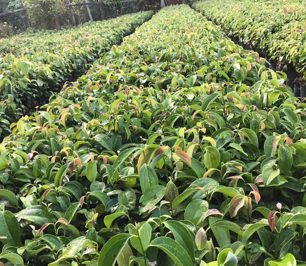 How Cinnamon Is Produced