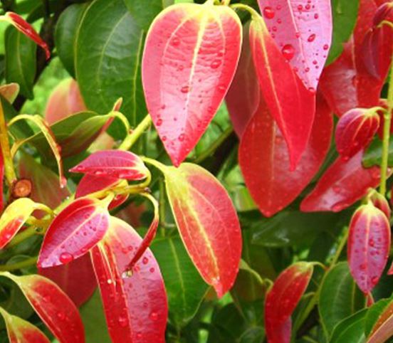 History of Ceylon Cinnamon